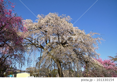 埼玉県秩父市荒川上田野 清雲寺の美しいしだれ桜 埼玉県秩父市荒川上田野 清雲寺の美しいしだれ桜 101330154