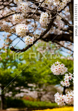 春の陽気に誘われて 春の陽気に誘われて 101330551