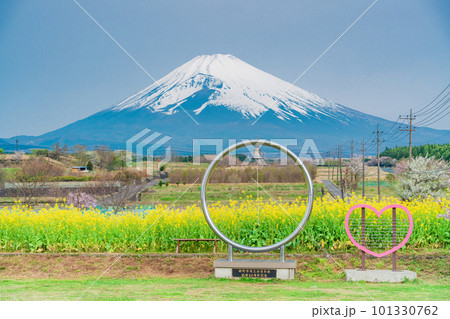(静岡県)裾野市パノラマロードの菜の花畑越しに富士山 (静岡県)裾野市パノラマロードの菜の花畑越しに富士山 101330762