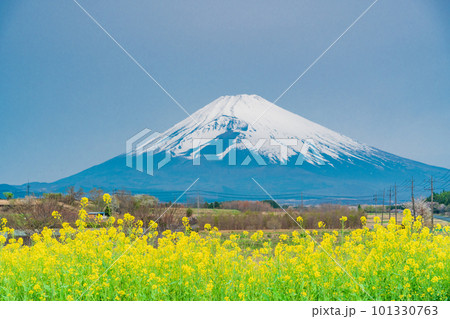 (静岡県)裾野市パノラマロードの菜の花畑越しに富士山 (静岡県)裾野市パノラマロードの菜の花畑越しに富士山 101330763
