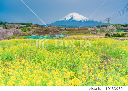 （静岡県）裾野市パノラマロードの菜の花畑越しに富士山 101330764