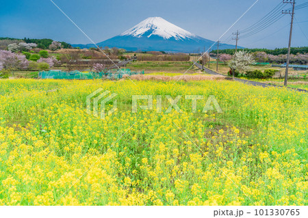 （静岡県）裾野市パノラマロードの菜の花畑越しに富士山 101330765