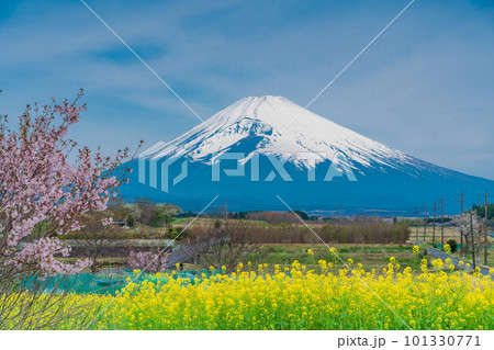 （静岡県）裾野市パノラマロードの菜の花畑越しに富士山 101330771