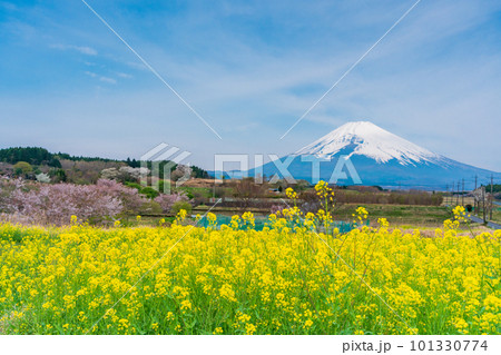 (静岡県)裾野市パノラマロードの菜の花畑越しに富士山 (静岡県)裾野市パノラマロードの菜の花畑越しに富士山 101330774