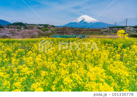 (静岡県)裾野市パノラマロードの菜の花畑越しに富士山 (静岡県)裾野市パノラマロードの菜の花畑越しに富士山 101330776