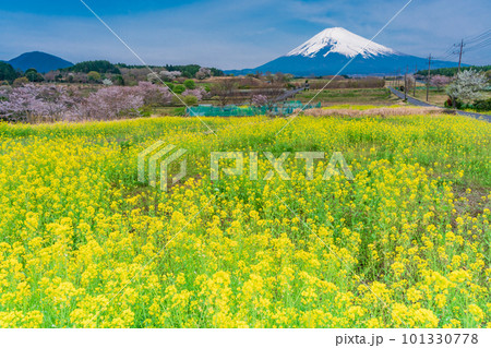 (静岡県)裾野市パノラマロードの菜の花畑越しに富士山 (静岡県)裾野市パノラマロードの菜の花畑越しに富士山 101330778