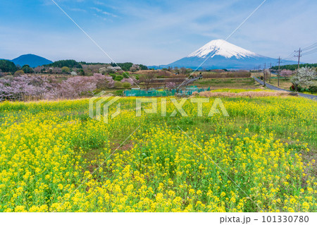 (静岡県)裾野市パノラマロードの菜の花畑越しに富士山 (静岡県)裾野市パノラマロードの菜の花畑越しに富士山 101330780