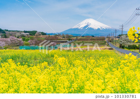 (静岡県)裾野市パノラマロードの菜の花畑越しに富士山 (静岡県)裾野市パノラマロードの菜の花畑越しに富士山 101330781