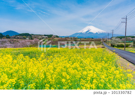 (静岡県)裾野市パノラマロードの菜の花畑越しに富士山 (静岡県)裾野市パノラマロードの菜の花畑越しに富士山 101330782