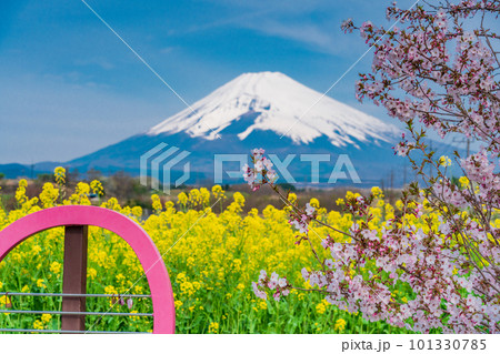 (静岡県)裾野市パノラマロードの菜の花畑越しに富士山 (静岡県)裾野市パノラマロードの菜の花畑越しに富士山 101330785