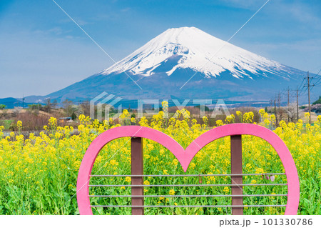 （静岡県）裾野市パノラマロードの菜の花畑越しに富士山 101330786