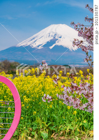 (静岡県)裾野市パノラマロードの菜の花畑越しに富士山 (静岡県)裾野市パノラマロードの菜の花畑越しに富士山 101330787