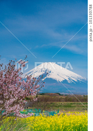 （静岡県）裾野市パノラマロードの菜の花畑越しに富士山 101330788