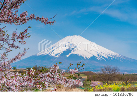 （静岡県）裾野市パノラマロードの菜の花畑越しに富士山 101330790
