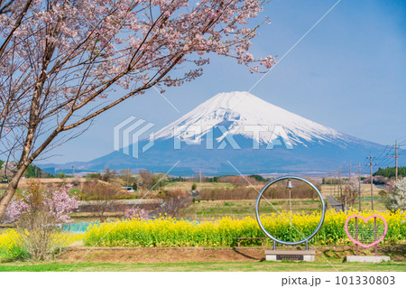 （静岡県）裾野市パノラマロードの菜の花畑越しに富士山 101330803