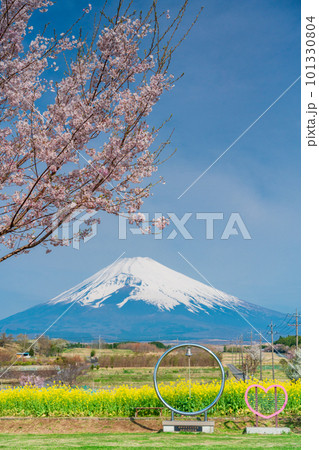 (静岡県)裾野市パノラマロードの菜の花畑越しに富士山 (静岡県)裾野市パノラマロードの菜の花畑越しに富士山 101330804