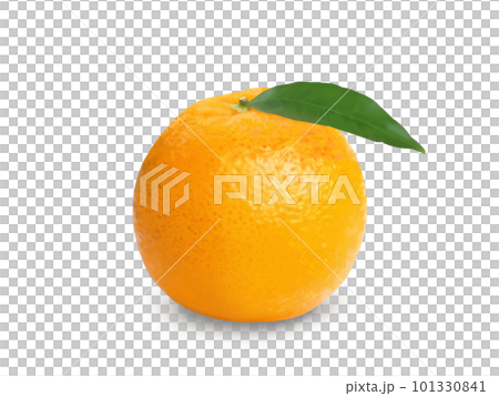 橙色的樹葉陰影 101330841