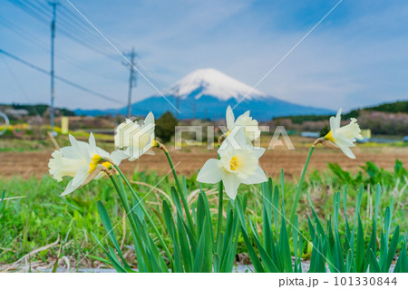 （静岡県）裾野市パノラマロードに咲く水仙と富士山 101330844