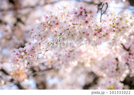 春の日差しを浴びる桜 101331022