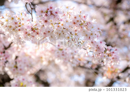 春の日差しを浴びる桜 101331023