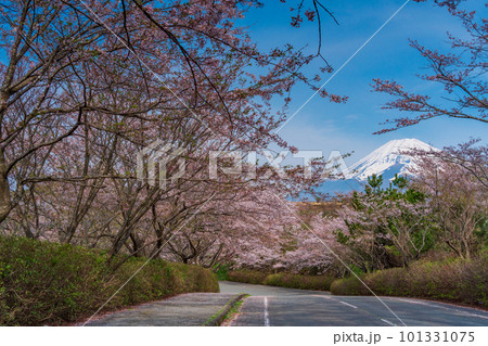 静岡県）裾野市パノラマロードの桜並木越しに富士山の写真素材 [101331075] - PIXTA