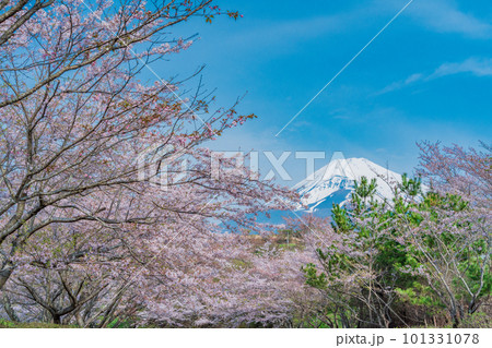 (静岡県)裾野市パノラマロードの桜並木越しに富士山 (静岡県)裾野市パノラマロードの桜並木越しに富士山 101331078