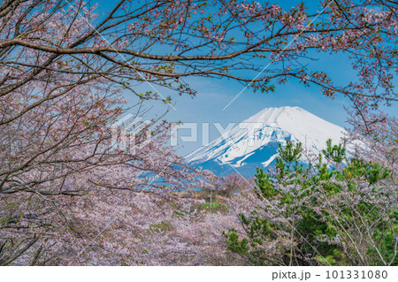 (静岡県)裾野市パノラマロードの桜並木越しに富士山 (静岡県)裾野市パノラマロードの桜並木越しに富士山 101331080