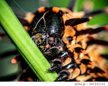 The pale brown color with long protrusions resembling thorns of the Golden Birdwing caterpillar 101331152