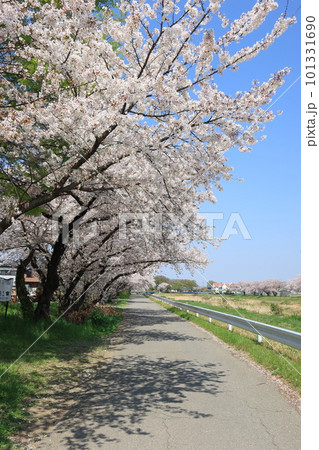 未来へ続く満開の桜 《埼玉県》 未来へ続く満開の桜 《埼玉県》 101331690
