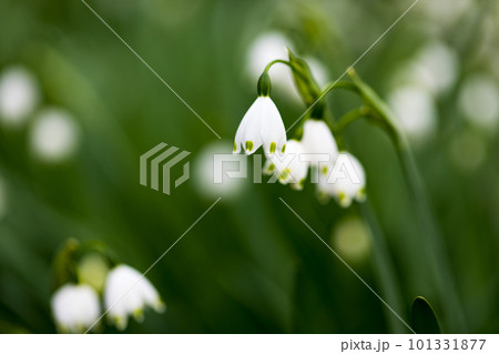 東京都武蔵村山市　野山北公園のスノーフレークの白い花 101331877