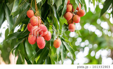 Red Lychee fruit hanging on a tree in an orchard. 101331903