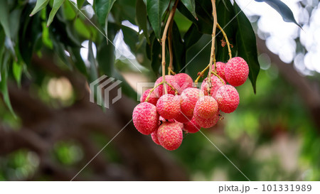 Red Lychee fruit hanging on a tree in an orchard. Red Lychee fruit hanging on a tree in an orchard. 101331989