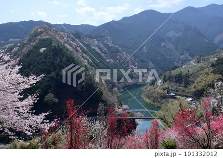 花の里公園 春の絶景 (高知県 仁淀川町 寺村) 花の里公園 春の絶景 (高知県 仁淀川町 寺村) 101332012