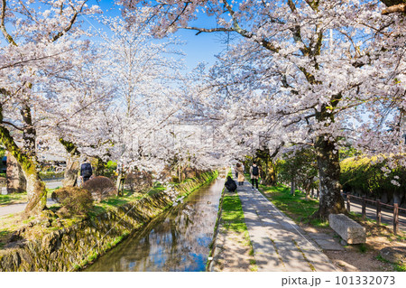 春の京都　桜満開の哲学の道 101332073
