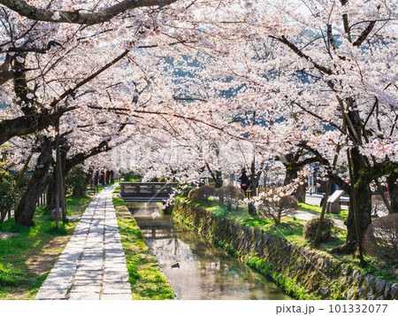 春の京都 桜満開の哲学の道 春の京都 桜満開の哲学の道 101332077