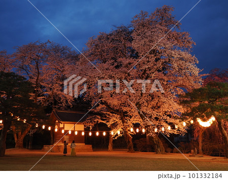 ライトアップされた満開の夜桜（群馬・沼田公園） 101332184