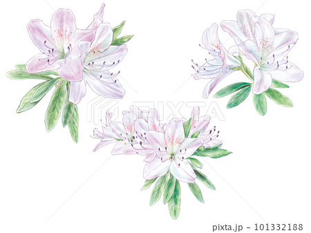水彩画風の薄ピンク色ツツジ 101332188