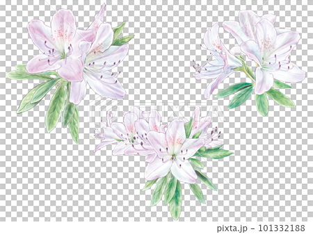 水彩画風の薄ピンク色ツツジ 101332188