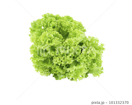 The Fresh organic green coral lettuce salad isolated on white background. The Fresh organic green coral lettuce salad isolated on white background. 101332370