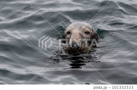 Male Atlantic Grey Seal, Halichoerus Grypus, At The Coast Of Le Conquet In Brittany, France 101332515