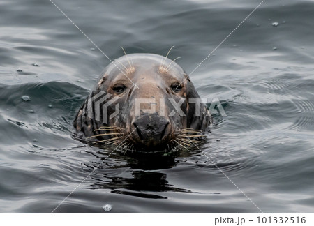 Male Atlantic Grey Seal, Halichoerus Grypus, At The Coast Of Le Conquet In Brittany, France 101332516