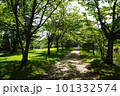 緑に囲まれた道 101332574