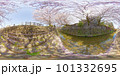 神社前水路からの桜|360度写真(VR360°素材) 神社前水路からの桜|360度写真(VR360°素材) 101332695