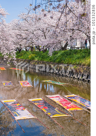 春の五条川、のんぼり洗い〈愛知県岩倉市〉 春の五条川、のんぼり洗い〈愛知県岩倉市〉 101332836