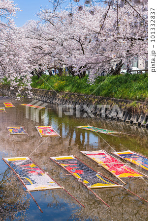 春の五条川、のんぼり洗い〈愛知県岩倉市〉 春の五条川、のんぼり洗い〈愛知県岩倉市〉 101332837