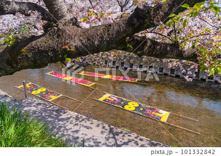 春の五条川、のんぼり洗い〈愛知県岩倉市〉 春の五条川、のんぼり洗い〈愛知県岩倉市〉 101332842