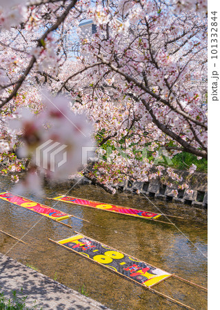 春の五条川、のんぼり洗い〈愛知県岩倉市〉 101332844
