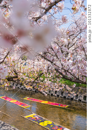 春の五条川、のんぼり洗い〈愛知県岩倉市〉 101332872