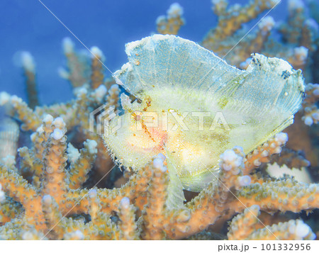 ハダカハオコゼ ハダカハオコゼ 101332956