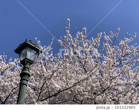 青空に映える桜と街灯 青空に映える桜と街灯 101332965